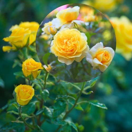 Rosa 'Super Dream Yellow' - Roos 'Super Dream Yellow' C4/4L